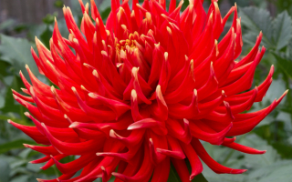 Георгин кактусовый красный