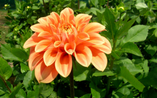 Георгин оранжевый