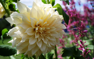 Георгин шаровидный белый