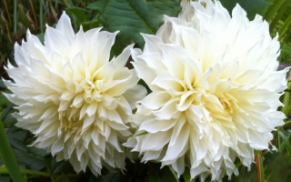 Георгины белые шаровидные махровые