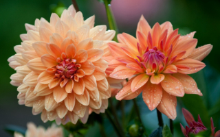 Георгины в каплях дождя