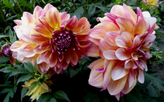 Декоративные георгины розовые