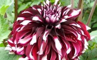 Декоративный георгин двухцветный