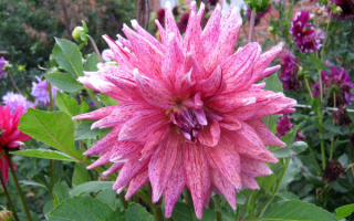 Декоративный георгин