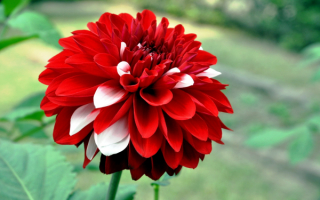 Декоративный красно-белый георгин