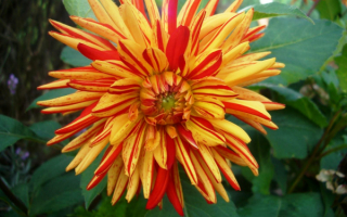 Желто-красный георгин