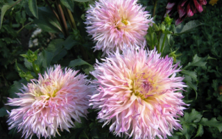 Кактусовые георгины