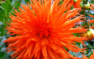 Кактусовый оранжевый георгин