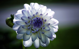 Георгин белый с фиолетовым