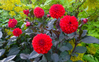 Красные георгины