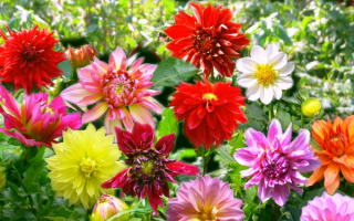 Разноцветные георгины