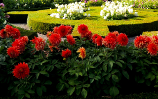 Георгины в саду