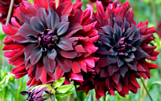 Георгины крупноцветковые