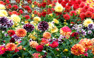 Море георгин