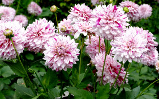 Георгины розовые