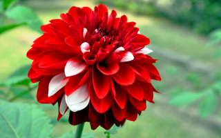 Пышный красно-белый георгин