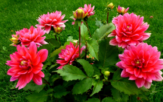 Большие георгины