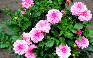 Розовые георгины