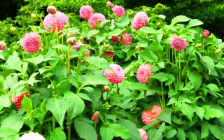 Георгины в зленых кустах