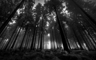 Черный лес