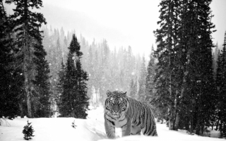 Тигр в зимнем лесу