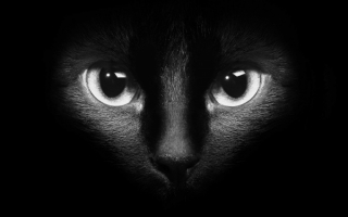 Черный кот