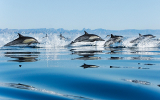 Большой заплыв дельфинов