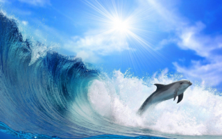Дельфин поймал волну