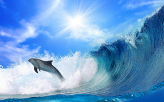 Дельфин играет с волной