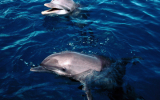 Любопытные дельфины