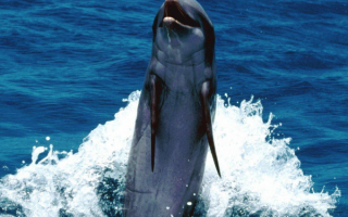 Дельфин танцует на хвосте