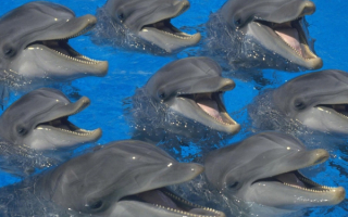 Веселые дельфины
