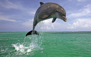 Дельфин над морем