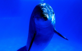 Дельфин пускает пузыри