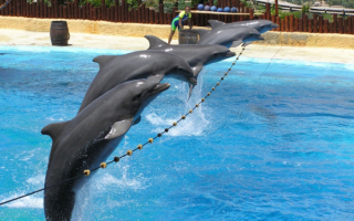 Дельфины  шоу