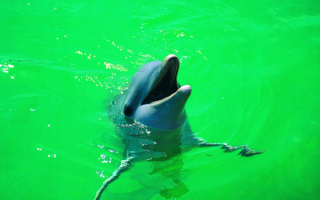 Веселый дельфин
