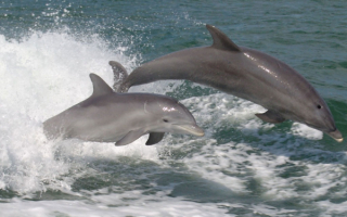 Дельфины играют