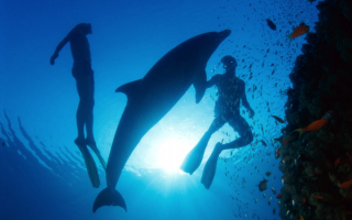 Дельфин и люди