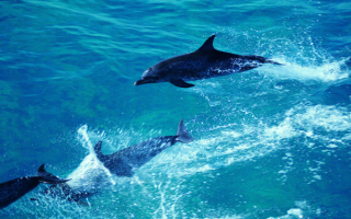 Дельфины  играют