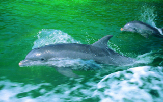 Дельфины охотятся