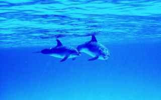 Пара   дельфинов
