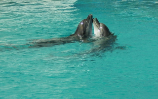 Дельфины играют