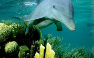 Дельфин под водой