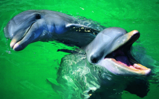 Дельфины улыбаются