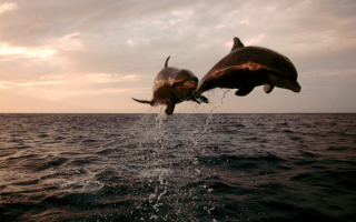Дельфины  летят над водой