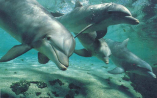 Дельфины на дне