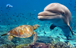 Дельфин и черепаха