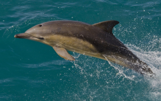Дельфин плещется в воде