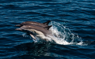 Дельфины в синем море