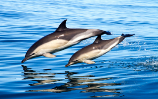 Дельфины в синхронном плавании